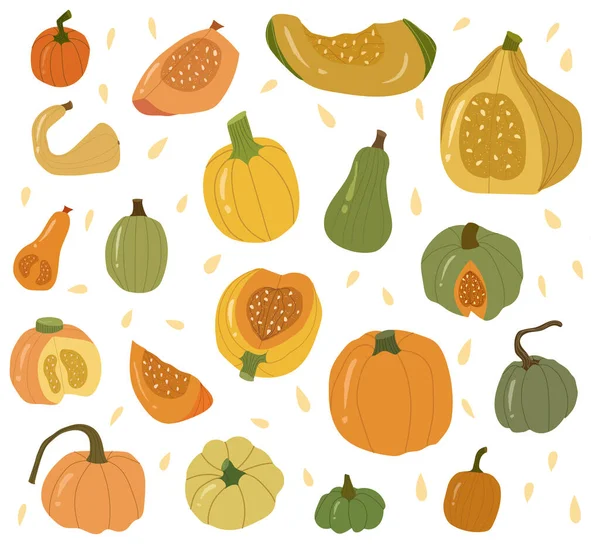 Composiciones de calabaza de color, verduras de otoño enteras y rebanadas.  vector, gráfico vectorial © margotikaj imagen #490562620