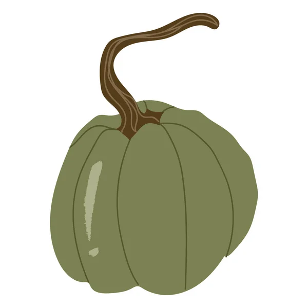 Green whole pumpkin, autumn decorative.Vector hand drawn cartoon illustration isolated — Stock Vector