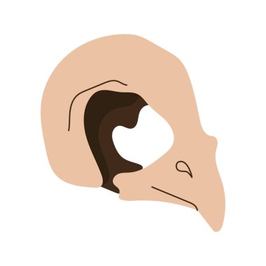 Kuş Kafatası. Büyü tasarım elementleri..