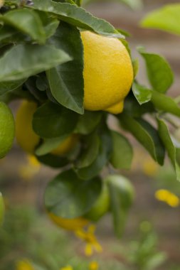 sarı limon ağacına asılı