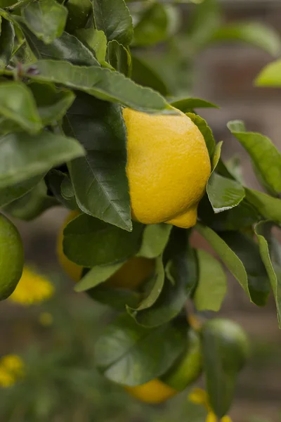 Gul citron hængende på træet - Stock-foto