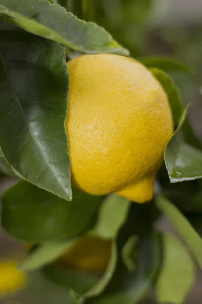 Limão amarelo pendurado na árvore — Fotografia de Stock