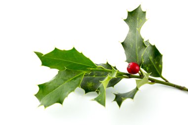 Noel Holly, parlak kırmızı berrie ile