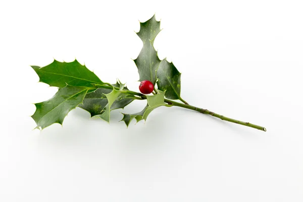 Boże Narodzenie Holly, z jasnym czerwonym berrie — Zdjęcie stockowe