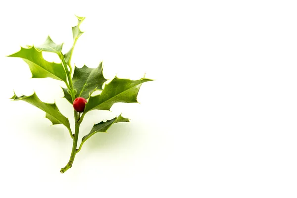 Christmas Holly, with bright red berrie in side left — Stock Photo, Image