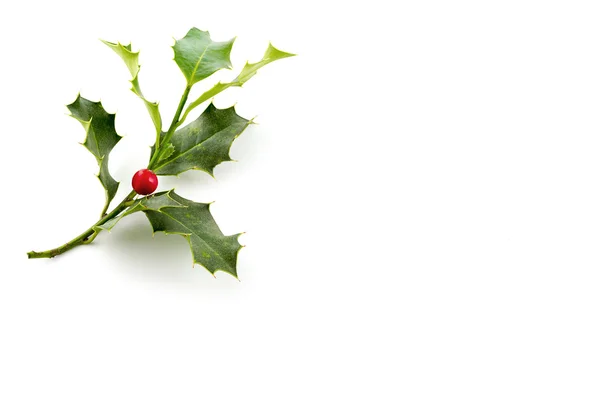 Christmas Holly, s jasně červenými berrie — Stock fotografie