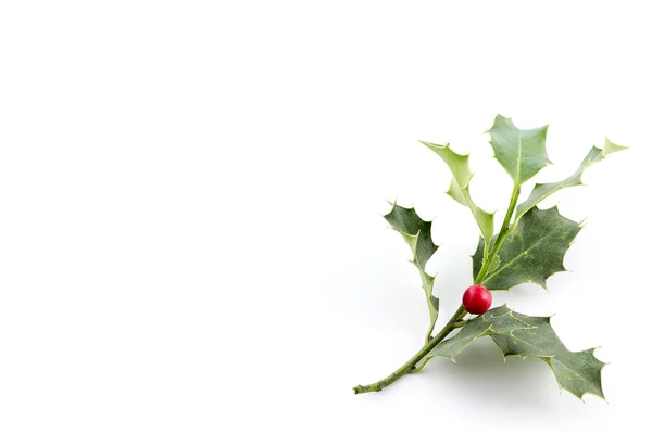 Christmas Holly, s jasně červenými berrie — Stock fotografie