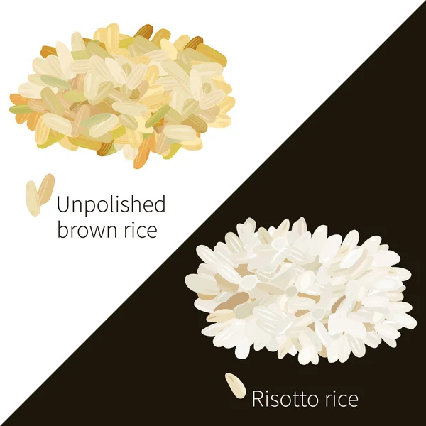 Два сорта риса — стоковый вектор