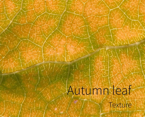 Texture jaune des feuilles . — Image vectorielle