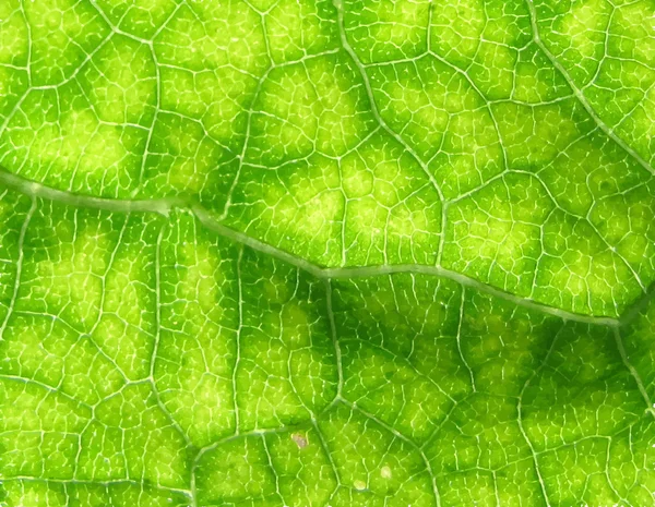 Textura de hoja verde . — Vector de stock