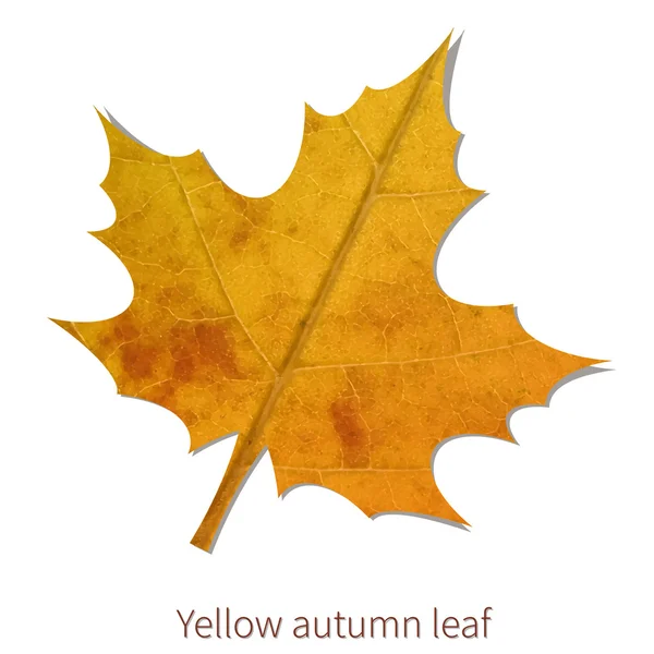 Yellow autumn leaf — Stock Vector