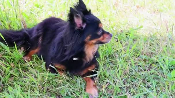 Terrier brinquedo de cabelos compridos encontra-se na grama verde e olha em volta. FullHD — Vídeo de Stock