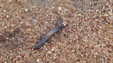 Küçük bir salyangoz yavaşça kumda sürünüyor. Yavaş çekim, yakın çekim, FullHD