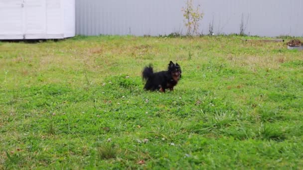 Terrier brinquedo de cabelos compridos corre lentamente na grama verde. Movimento lento — Vídeo de Stock