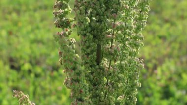 Horse sorrel sways in the wind close up against the background of green grass