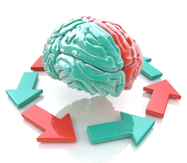 Left Brain, Right Brain. Concept. Human brain hemispheres — Stock Photo, Image