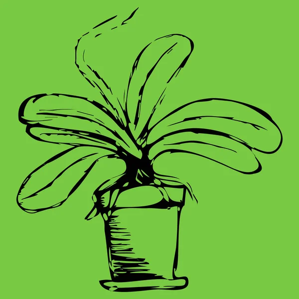 Orchidee Schets Silhouet Van Orchidee Pot Zonder Bloem Handgetekende Illustratie — Stockvector