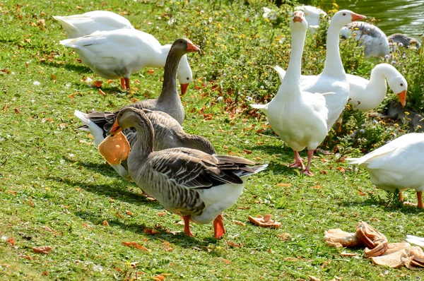 Group of gooses eating bread — Stock Photo, Image