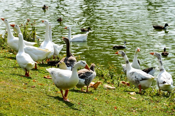 Groupe de cygnes mangeant du pain — Photo