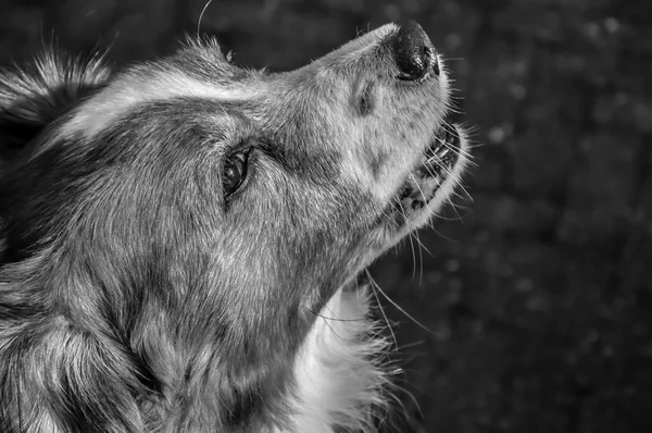 Kooiker dog in schwarz und weiß — Stockfoto