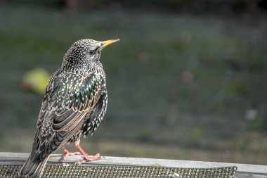Masada oturan kuş siyah benekli
