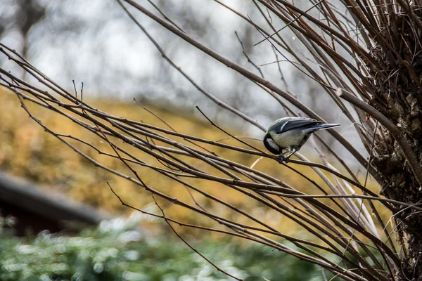 Pájaro sentado en el árbol — Foto de Stock