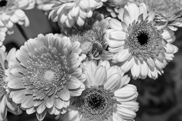 Flores de colores en blanco y negro —  Fotos de Stock