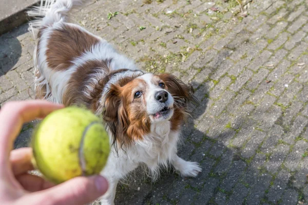 Hund bellt, weil er den Ball will — Stockfoto