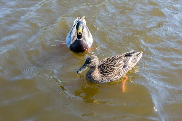 Ducks swimming in water — Stock Photo, Image