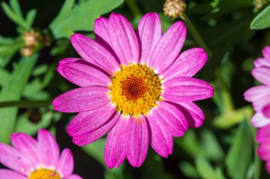 pembe papatya çiçeği