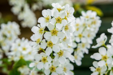 renkli bahar çiçekleri