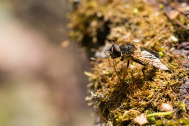 Vurgulu sinek böcek portre