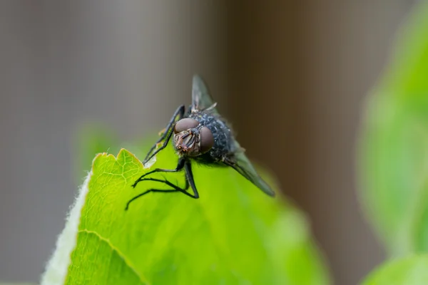 Mucha siedzi na zielony liść — Zdjęcie stockowe
