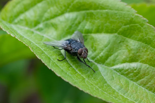 Fly sitting on green leaf — Stock Photo, Image