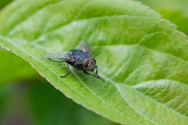 Mouche assise sur la feuille verte — Photo