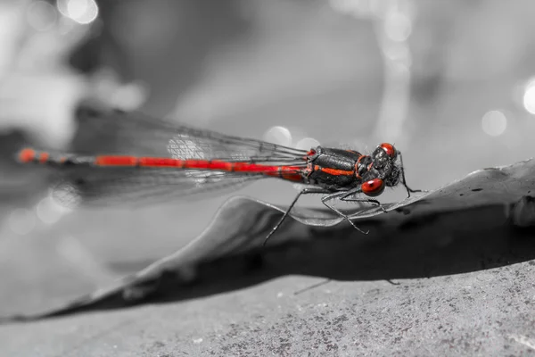 Rote Libelle auf Blatt — Stockfoto