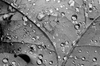 Damla yaprak makro siyah beyaz üzerinde