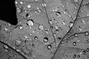 Damla yaprak makro siyah beyaz üzerinde