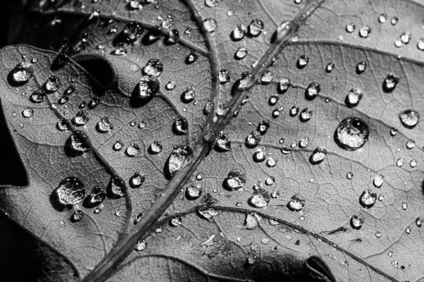黒と白の葉マクロの滴 — ストック写真
