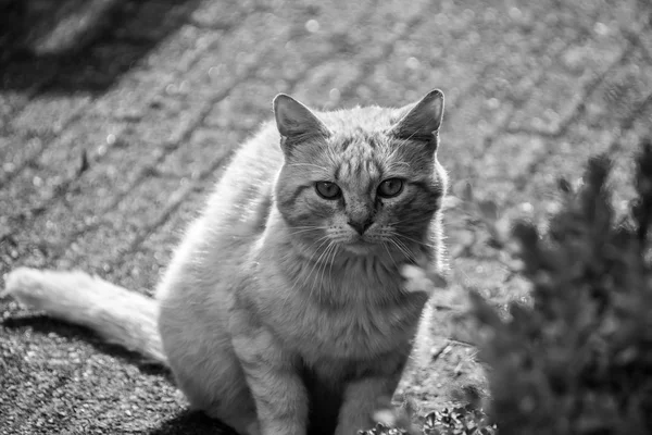 Αξιολάτρευτη γάτα κοιτάζοντας τα φωτογραφικών μηχανών — Φωτογραφία Αρχείου