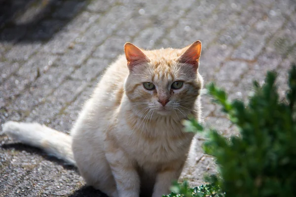 Adorable gato mirando a la cámara —  Fotos de Stock