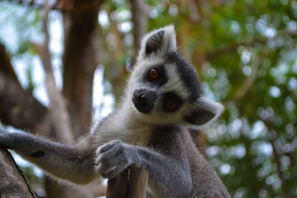 Weinig lemur — Stockfoto