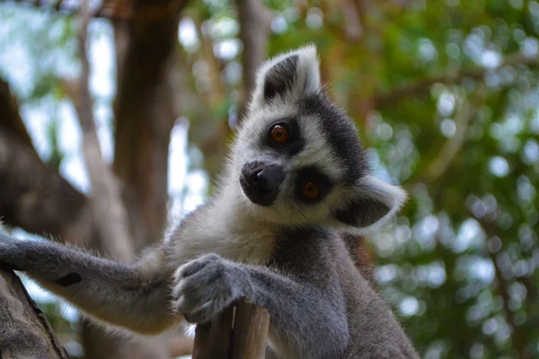 küçük lemur