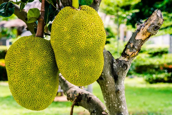 Jackfruit on the tree — Stock Photo, Image