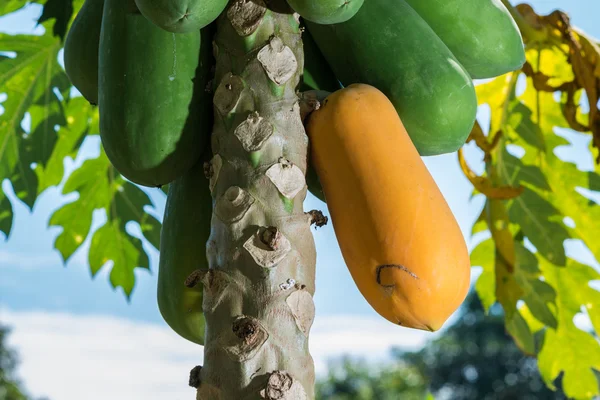 Olgun papaya ağaçta.