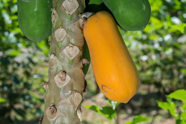 Ripe papaya on the tree. — Stock Photo, Image