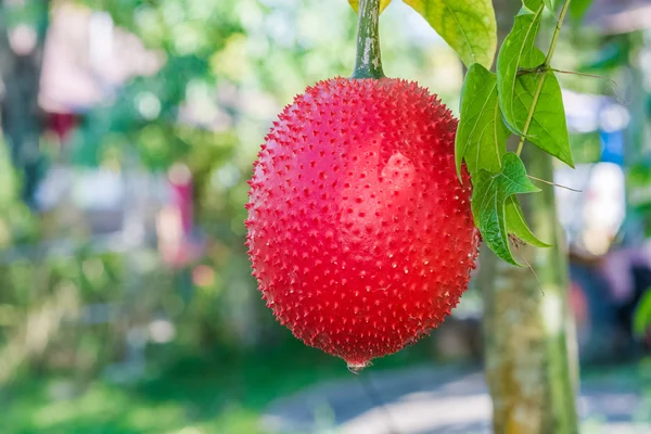 Gac fruit on tree — Stock Photo, Image