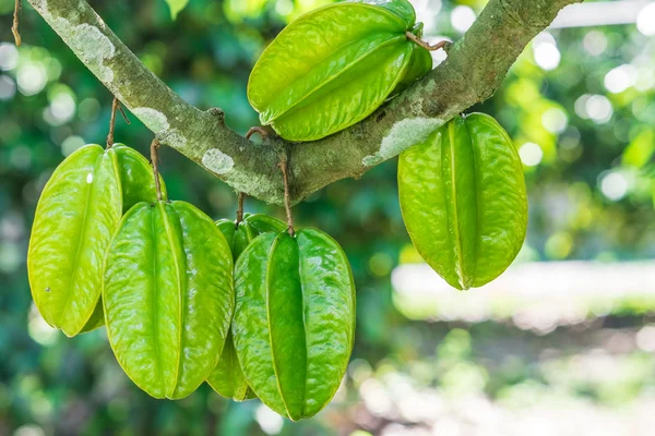 Star fruits on the tree — Stock Photo, Image