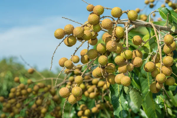 Unripe longan on tree — Stock Photo, Image