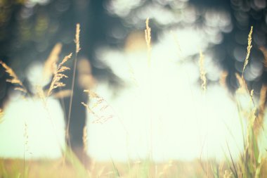 Sıcak vintage bulanık fotoğraf gün batımında yaz çayır. 